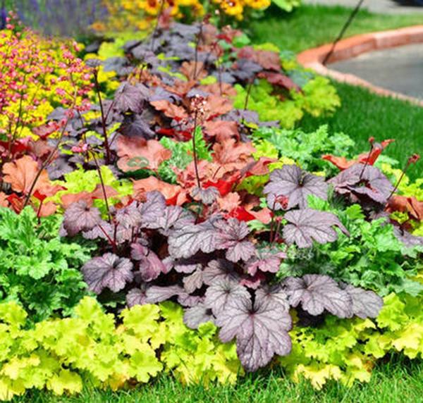 5種&OpenCurlyDoubleQuote;冰雪花&rdquo;，越冷越開花，零下10度凍不死，下雪它也不怕