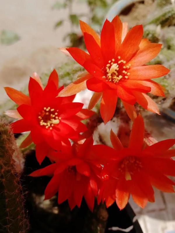 滿地荊棘 總會開花 滿地荊棘 總會開花