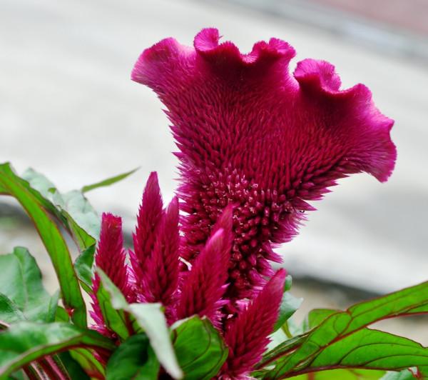 100種常見花卉的播種栽培大全,送給愛養花的你 100種常見花卉的播種栽培大全,送給愛養花的你