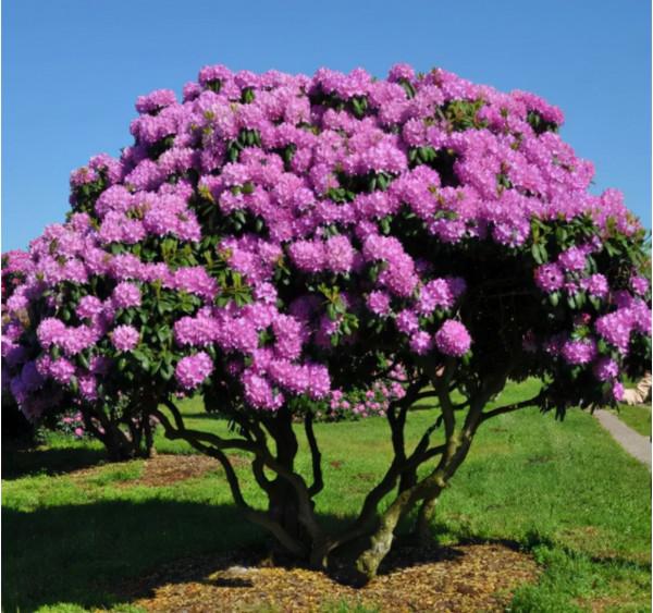 66萬一盆花，是有價無市，還是貨真價實？