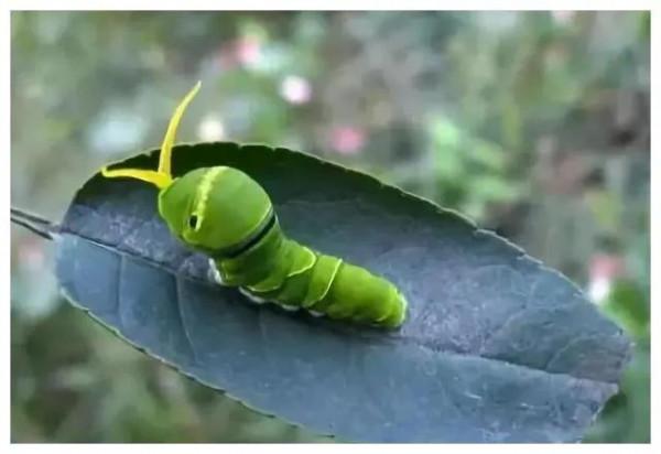 中國常見動植物(動物篇五)