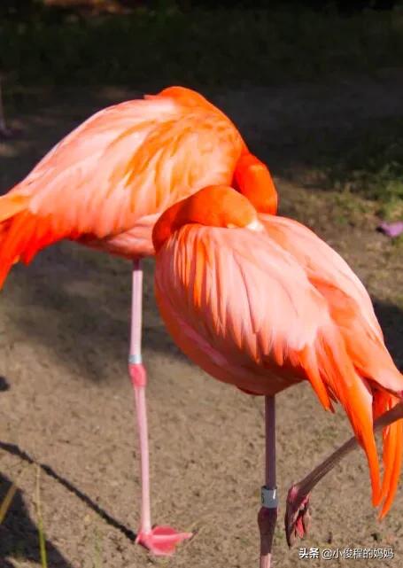 分享——火烈鳥