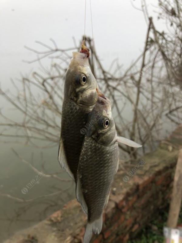 2021垂釣日誌之80，成子湖釣大水面沒想到魚口這麼瘋