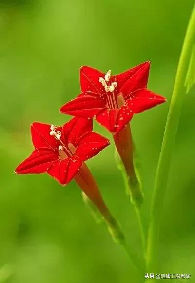 請欣賞美麗的奇美花草