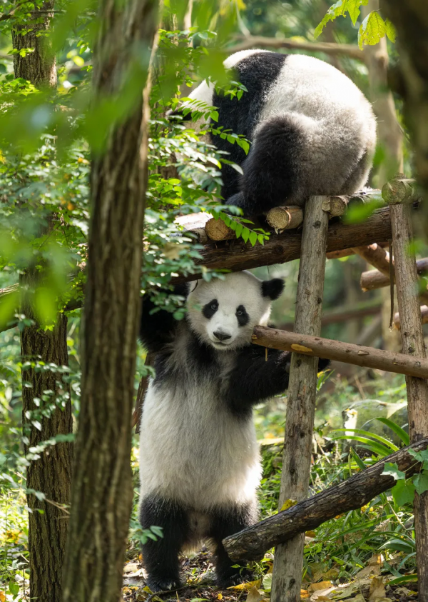 人家可是真·熊貓,別再叫它“乾脆面”! 人家可是真·熊貓,別再叫它“乾脆面”!