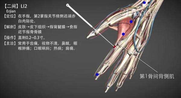 二間穴—流鼻血經驗穴 二間穴—流鼻血經驗穴