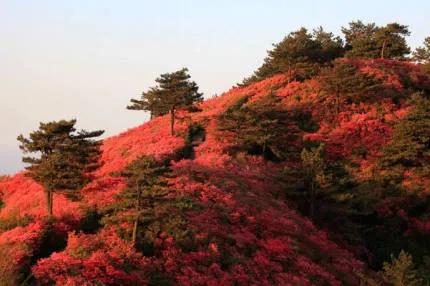 分享——杜鵑花