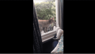 網友偶遇野生小狐狸來串門,不僅給她帶禮物,還和家裡貓咪交朋友 網友偶遇野生小狐狸來串門,不僅給她帶禮物,還和家裡貓咪交朋友