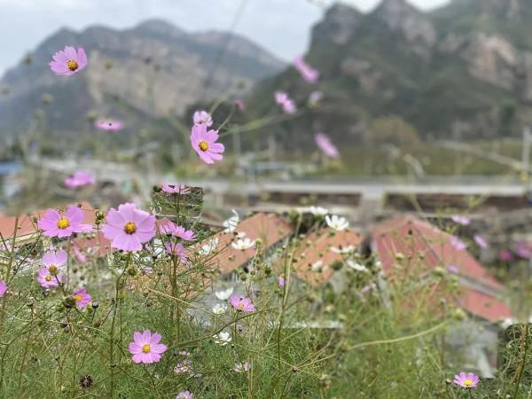來下馬嶺，送給Ta秋天第一個蘋果