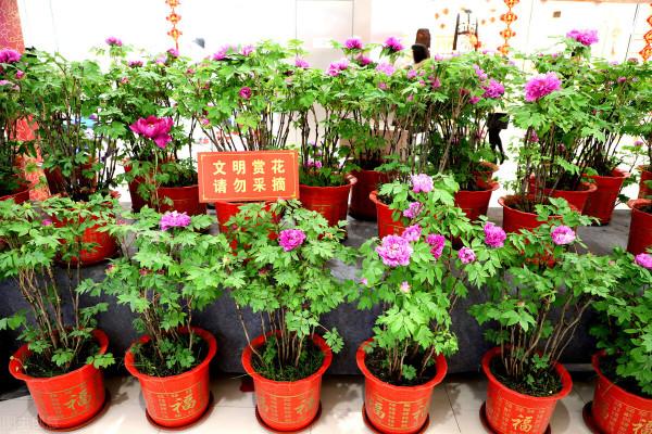 中式情懷——牡丹盆景的藝術造詣