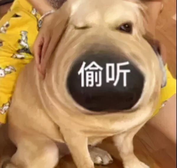 倒黴的考拉的一生:小時候吃屎,長大中毒 倒黴的考拉的一生:小時候吃屎,長大中毒