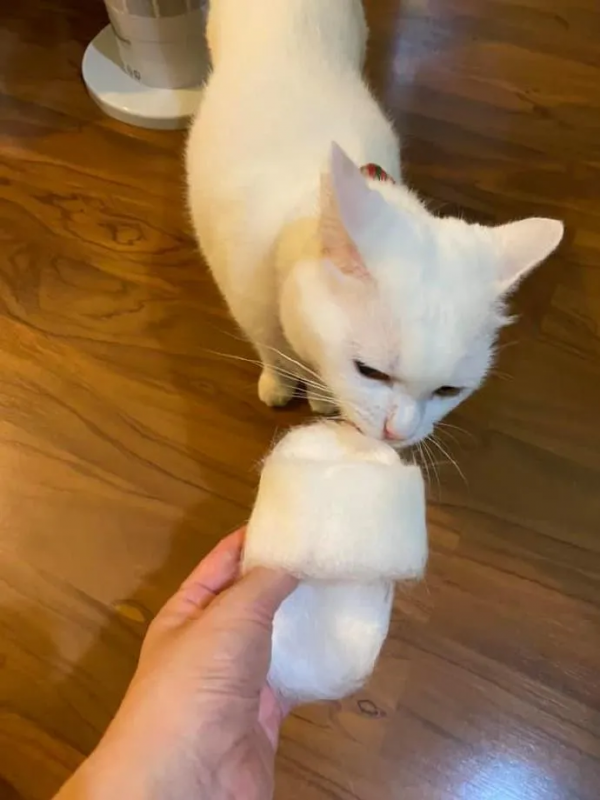 鏟屎官用貓咪褪下的毛做了雙拖鞋