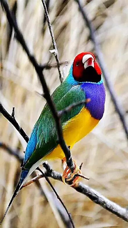 分享一組美麗的七彩文鳥