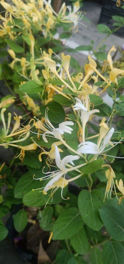 7種“養人花”，能當中草藥，年紀越大越愛養