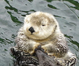 海獺蠢萌的外表下,隱藏了可怕的繁殖過程,是不折不扣的黑暗王者 海獺蠢萌的外表下,隱藏了可怕的繁殖過程,是不折不扣的黑暗王者