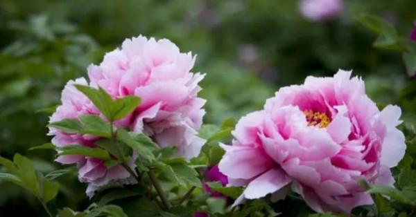 相是由心生,美貌是福報 相是由心生,美貌是福報