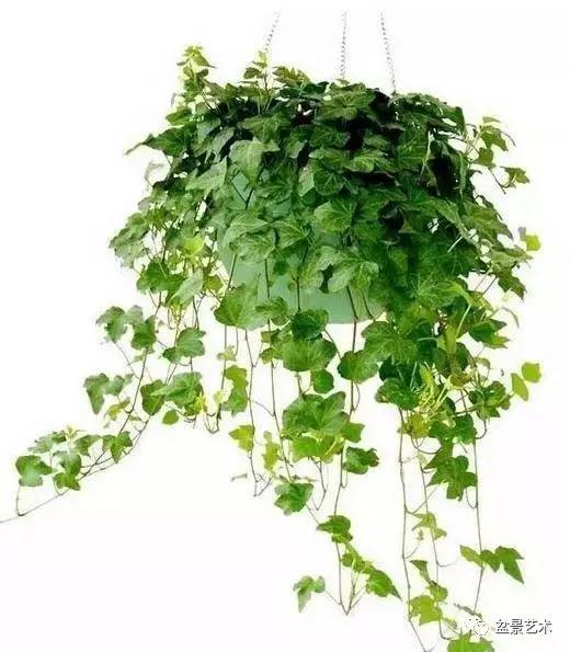 家裡放上這些植物,簡直美翻了 家裡放上這些植物,簡直美翻了