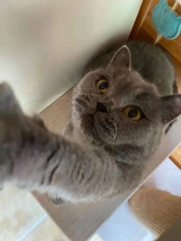 《論“肚腩”對小貓咪的重要性》