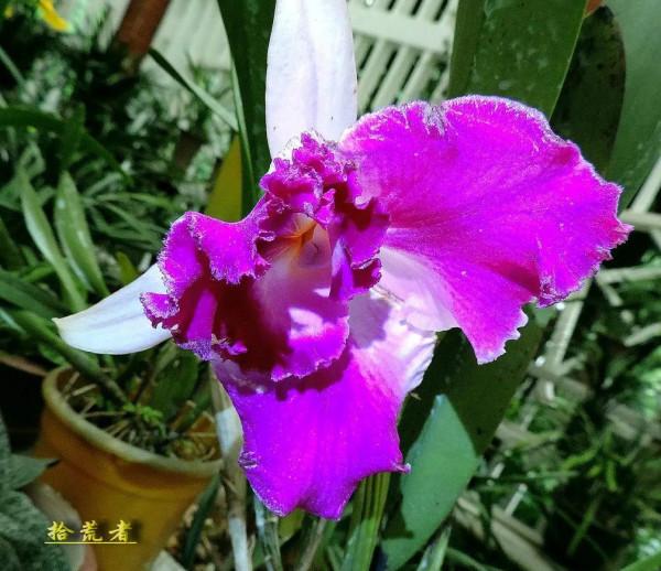 卡特蘭，雍容華麗，嬌豔多姿。譽稱&OpenCurlyDoubleQuote;洋蘭之王&rdquo;