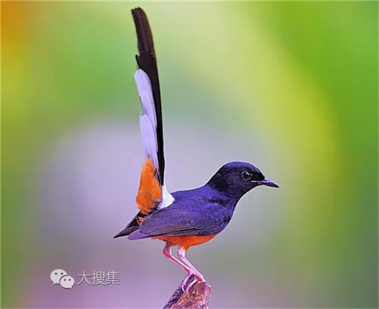 我們的星球上,動物的尾巴是最值得欣賞的,那就是鳥的美麗尾巴 我們的星球上,動物的尾巴是最值得欣賞的,那就是鳥的美麗尾巴