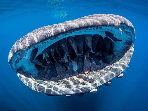 海洋中真正的小惡霸 海洋中真正的小惡霸