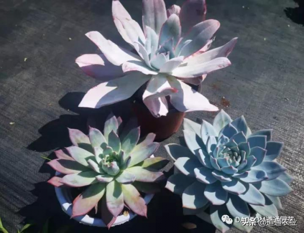 冬天給多肉怎麼養護,讓它美麗又動人!做好這幾點就夠了 冬天給多肉怎麼養護,讓它美麗又動人!做好這幾點就夠了