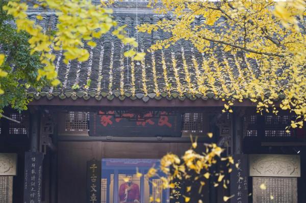 千年銀杏今猶在，不見當年蘇東坡