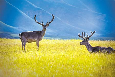祁連山，野生動物復興的淨土，雪豹、棕熊、野犛牛等珍稀動物出現
