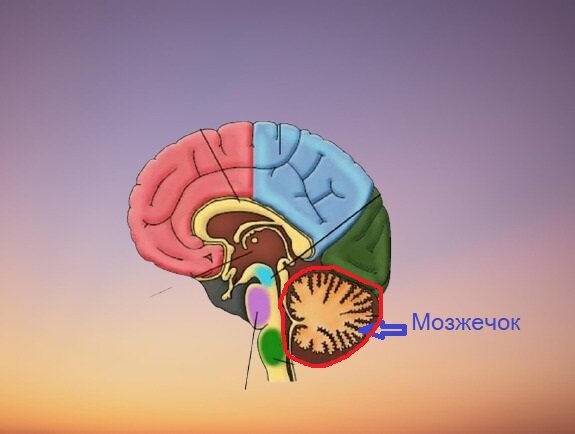 在任何年齡保持頭腦和記憶力強的人 16 個奇怪的技巧
