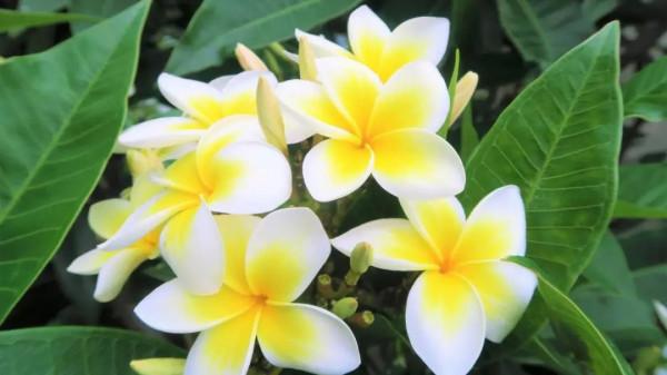 實用分享丨30款大型開花樹種介紹,白似雪、黃似陽、紅似霞,美翻 實用分享丨30款大型開花樹種介紹,白似雪、黃似陽、紅似霞,美翻