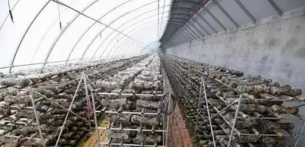 種菜一棚能賺兩棚錢，你見過這樣的&OpenCurlyDoubleQuote;陰陽棚&rdquo;嗎？