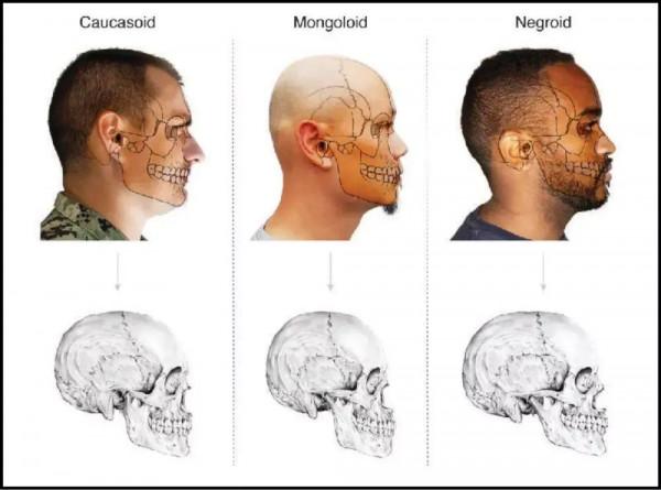 為什麼黃種人、黑種人、白種人之間沒有生殖隔離? 為什麼黃種人、黑種人、白種人之間沒有生殖隔離?
