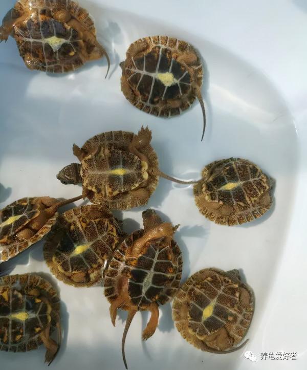 什麼龜的智商最高，還在爭論不下？