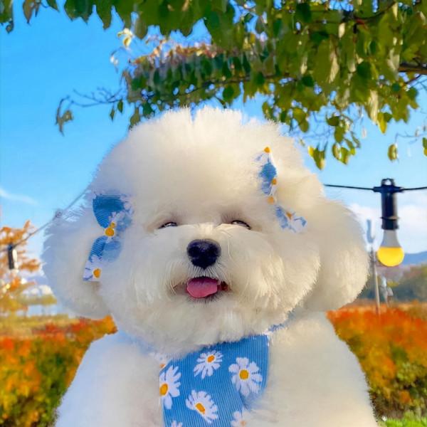 網友問:你會愛上比熊犬,這些撒嬌的方式嗎? 網友問:你會愛上比熊犬,這些撒嬌的方式嗎?