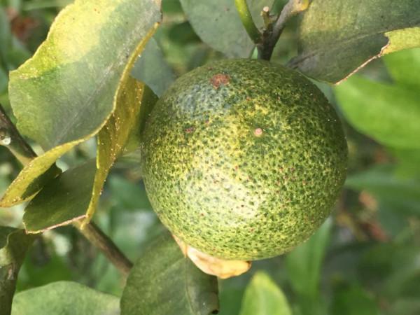 柑橘留樹保鮮賣高價?品種要求、準備工作,你都知道嗎?馬虎不得 柑橘留樹保鮮賣高價?品種要求、準備工作,你都知道嗎?馬虎不得