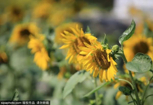 金秋去哪看向日葵花海?這三處強推!有的還能露營~ 金秋去哪看向日葵花海?這三處強推!有的還能露營~