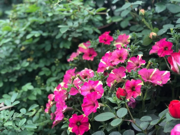 （2019）園丁獎露臺組《003號》一卷花薔 沉澱的時光