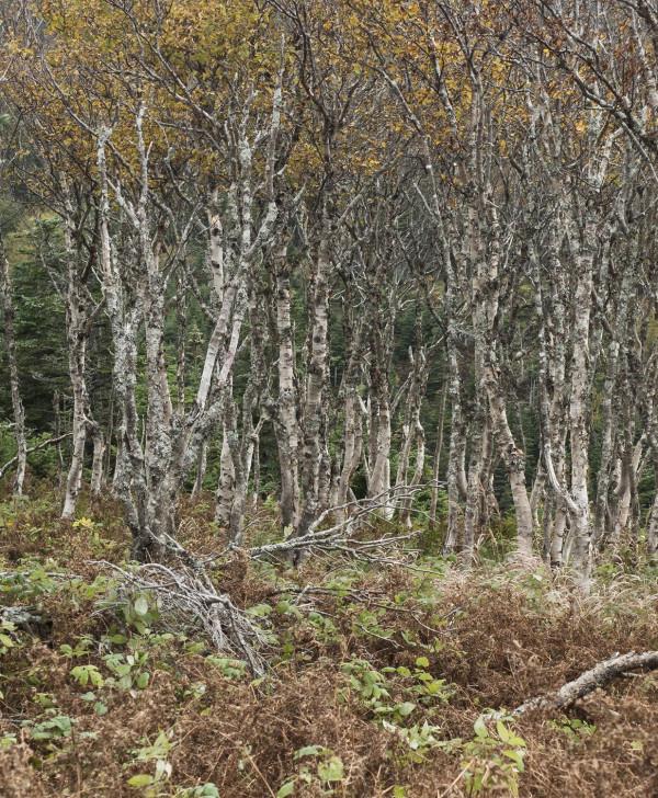 回顧加拿大之旅——布雷頓角
