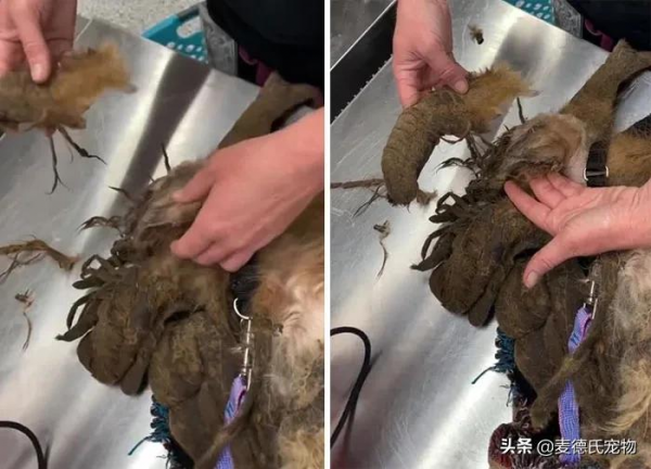 撿到一個小怪獸，脫掉6斤“外套”後，才發現它原本可以那麼美