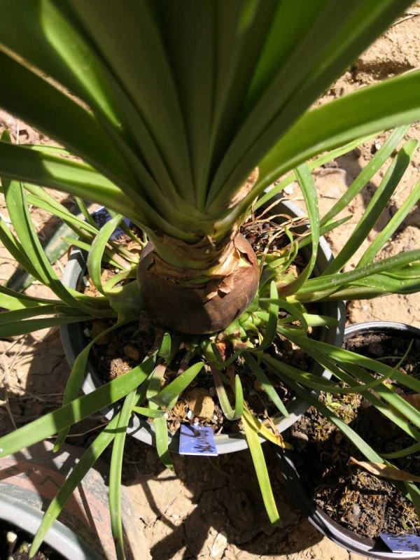 秋天，記得給這五種花翻翻盆，嗖嗖長葉開花，收穫巨大