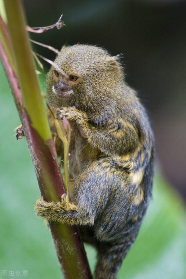 這是世界上最小的猴子 和一隻螞蚱差不多大侏儒狨猴最愛看電影 這是世界上最小的猴子 和一隻螞蚱差不多大侏儒狨猴最愛看電影