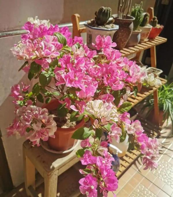 “100種花”適合養在陽臺上，一個比一個好看，還很好養護