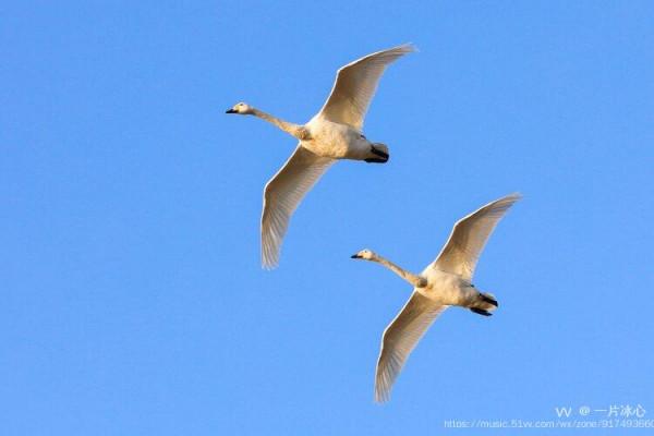 平陸：瑟瑟蒹葭伴雪花 久別嬌客回到家