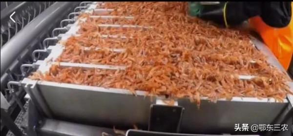 漁民在大海捕撈,下一次海能撈100多噸魚蝦上船立即冰凍,真賺錢 漁民在大海捕撈,下一次海能撈100多噸魚蝦上船立即冰凍,真賺錢
