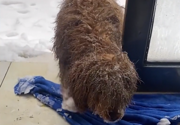 天津一流浪狗被凍到腳上結冰，遇到好心店主收留，最後一幕太暖了