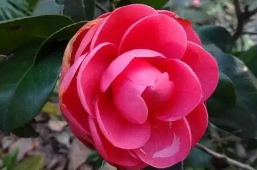 歷經太多的凌厲滄桑,內心依然嚮往溫暖且平安喜樂的模樣 歷經太多的凌厲滄桑,內心依然嚮往溫暖且平安喜樂的模樣