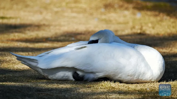 生態美丨天鵝之戀