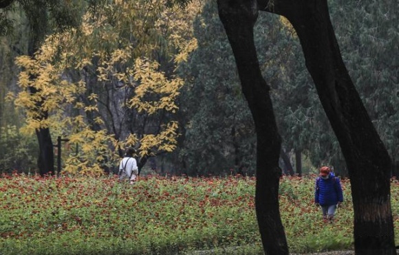 雨中圓明園別有一番風味，銀杏“九成熟”，最佳“秋黃”僅剩一週