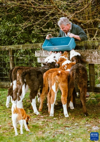 紐西蘭“封城”的日子「圖」 紐西蘭“封城”的日子「圖」