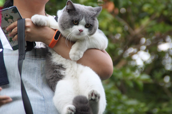 為什麼“英短”比“美短”受歡迎？原來是這幾點原因